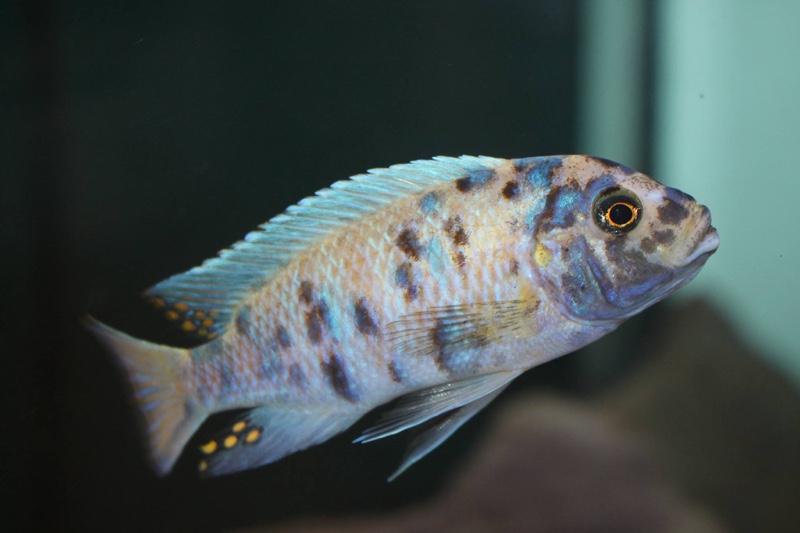 Maylandia zebra 'Likoma Island'